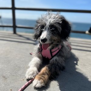 Meet your Posher, Jay